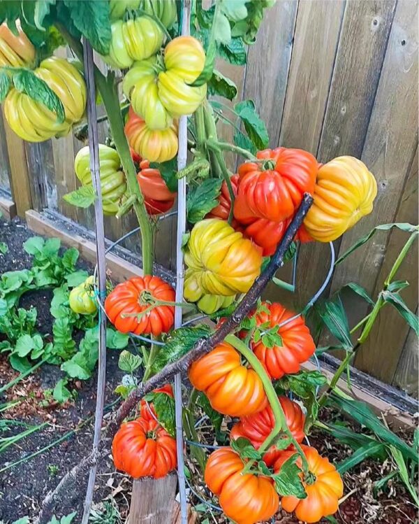 45. Beefsteak(red) Tomato Seedling 牛排红色番茄苗
