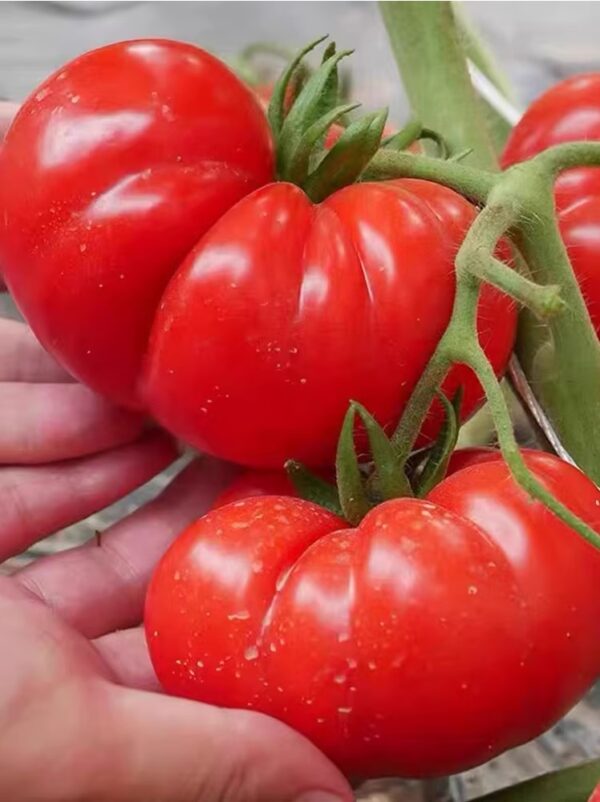 45. Beefsteak(red) Tomato Seedling 牛排红色番茄苗