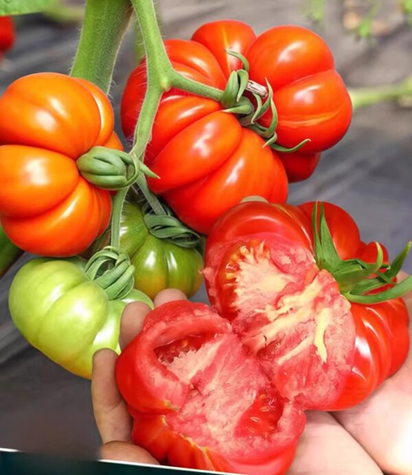 45. Beefsteak(red) Tomato Seedling 牛排红色番茄苗