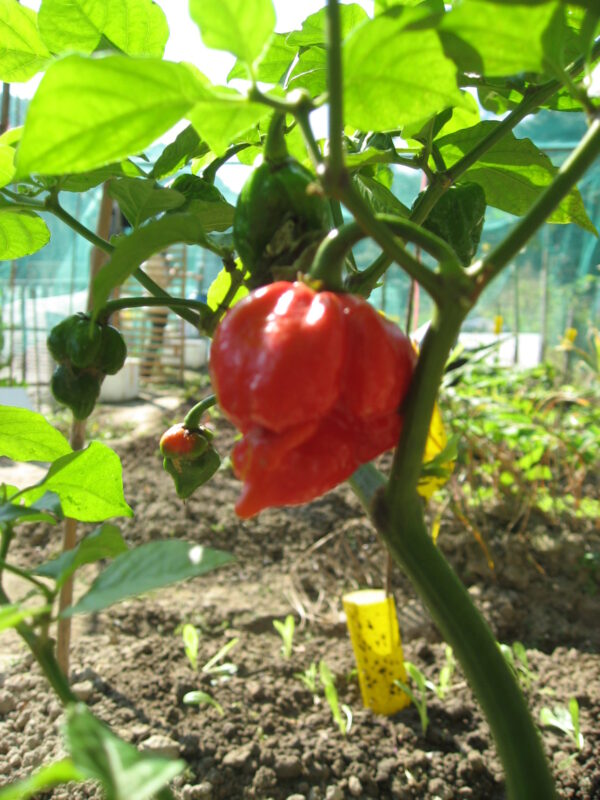 61. Trinidad Scorpion Pepper Seedling 特立尼达蝎子辣椒苗