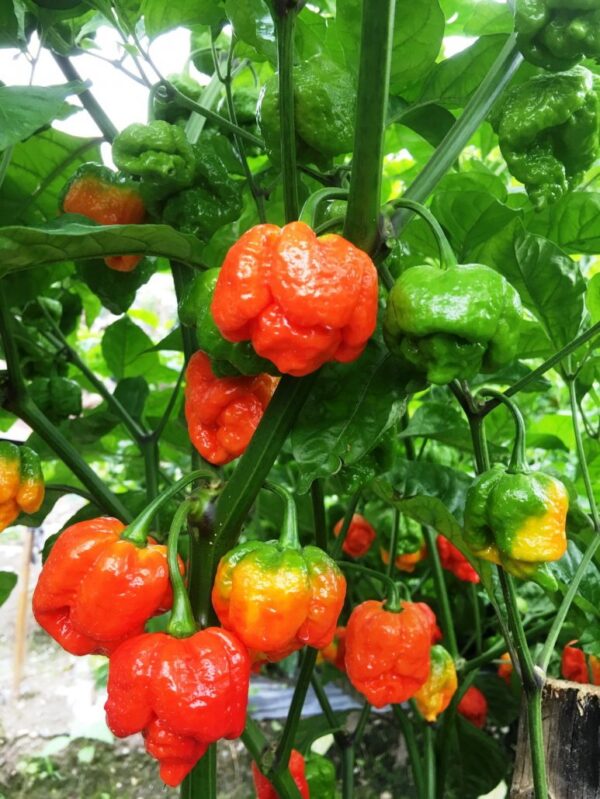 61. Trinidad Scorpion Pepper Seedling 特立尼达蝎子辣椒苗