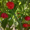 gallery-4
