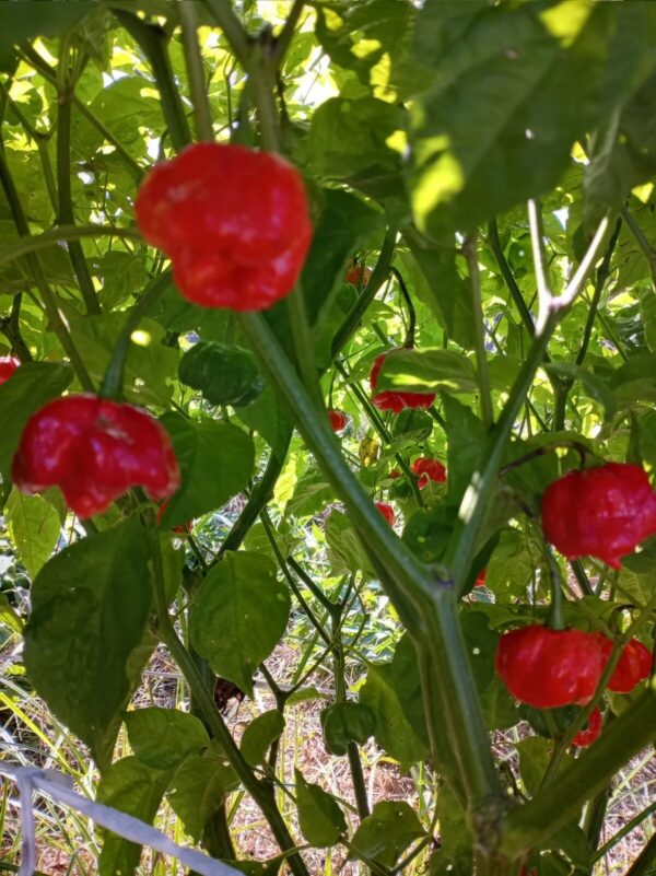 61. Trinidad Scorpion Pepper Seedling 特立尼达蝎子辣椒苗