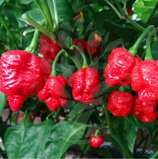 61. Trinidad Scorpion Pepper Seedling 特立尼达蝎子辣椒苗