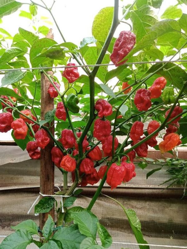 61. Trinidad Scorpion Pepper Seedling 特立尼达蝎子辣椒苗