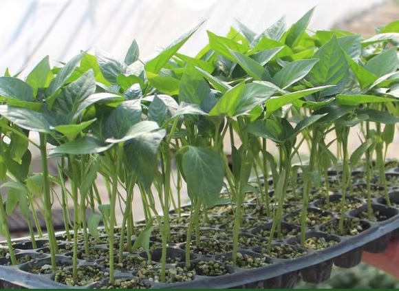 61. Trinidad Scorpion Pepper Seedling 特立尼达蝎子辣椒苗
