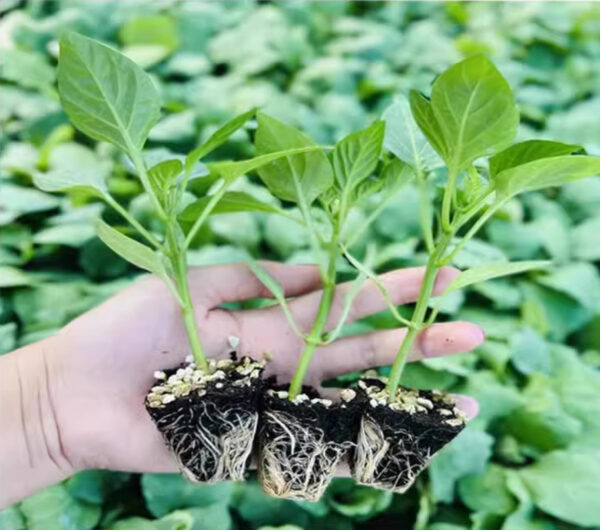 61. Trinidad Scorpion Pepper Seedling 特立尼达蝎子辣椒苗