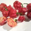 gallery-1