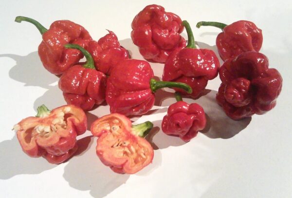 61. Trinidad Scorpion Pepper Seedling 特立尼达蝎子辣椒苗
