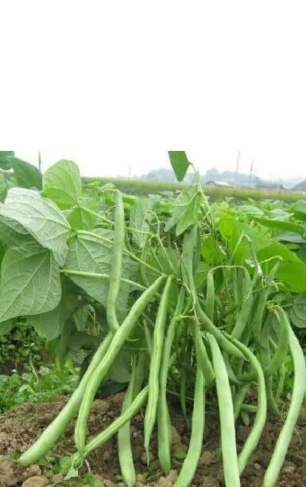82. Lu Qing Seedling 玉豆苗(四季豆)