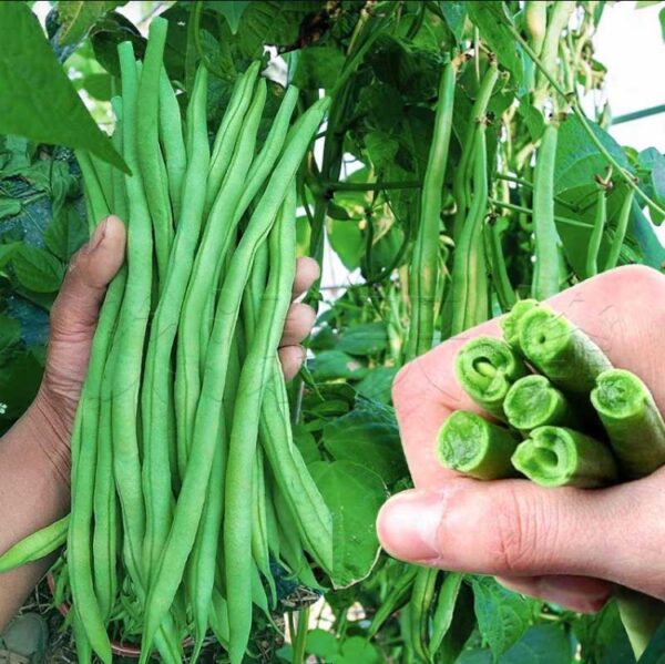 82. Lu Qing Seedling 玉豆苗(四季豆)