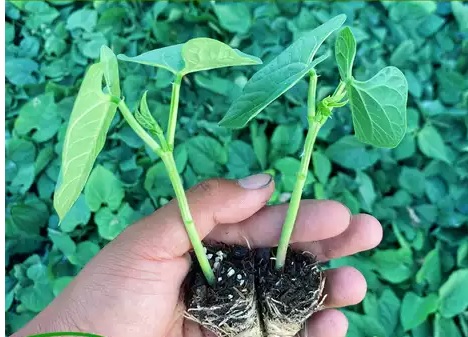 82. Lu Qing Seedling 玉豆苗(四季豆)