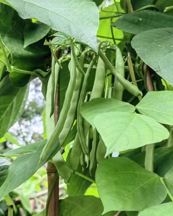 82. Lu Qing Seedling 玉豆苗(四季豆)