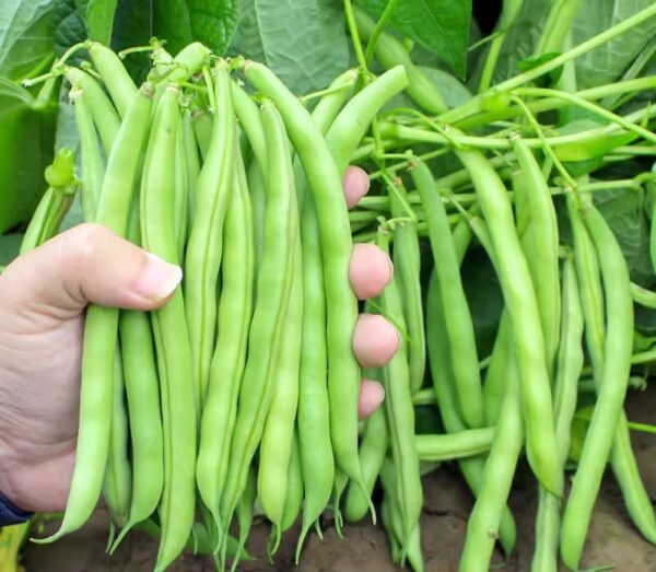 82. Lu Qing Seedling 玉豆苗(四季豆)
