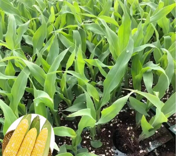 86. Sweet Corn Seedling 甜玉米苗