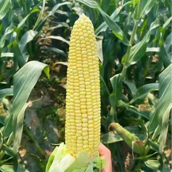 86. Sweet Corn Seedling 甜玉米苗