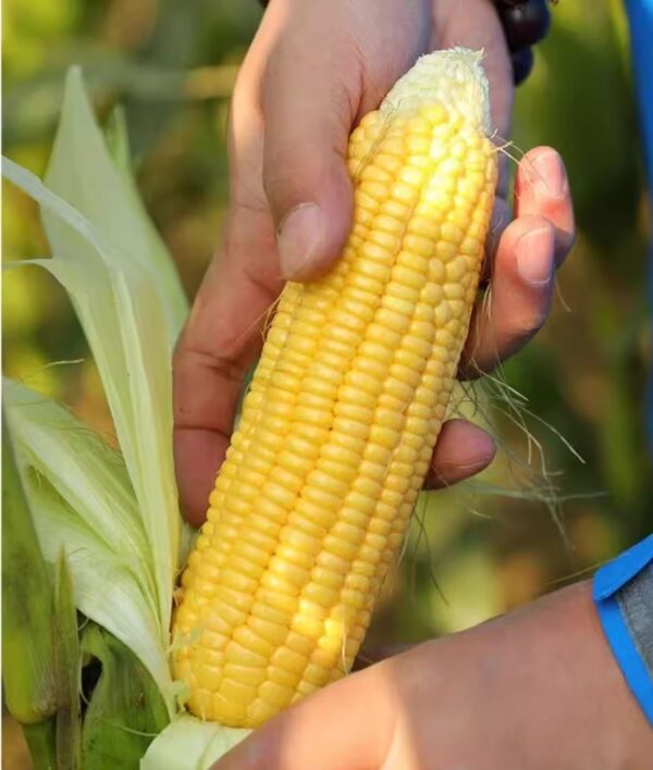 86. Sweet Corn Seedling 甜玉米苗