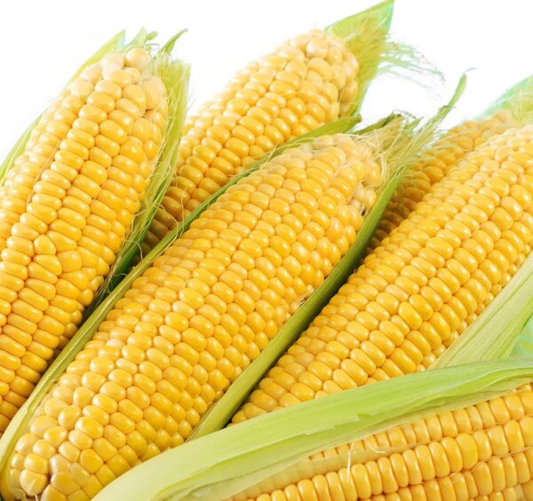 86. Sweet Corn Seedling 甜玉米苗