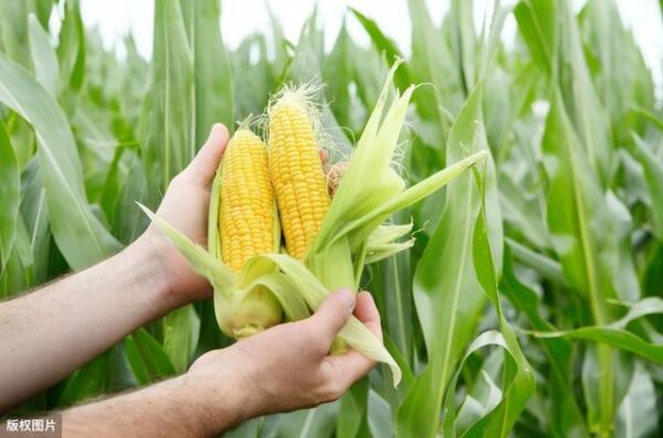 86. Sweet Corn Seedling 甜玉米苗