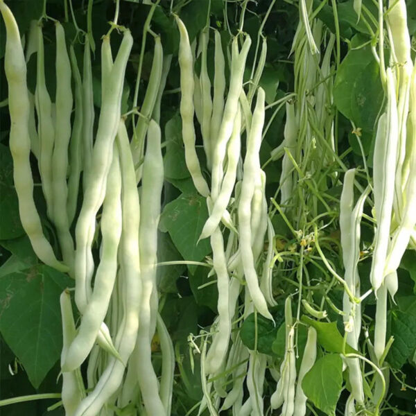 80. Bai Bu Lao Bean  Seedling 白不老豆苗