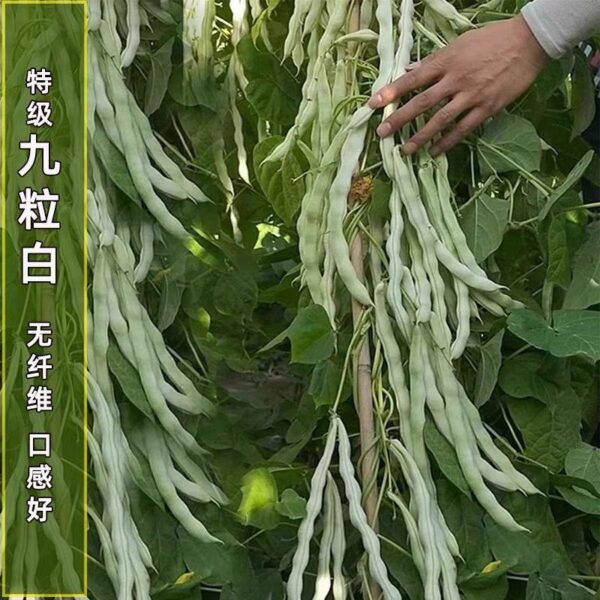 80. Bai Bu Lao Bean  Seedling 白不老豆苗