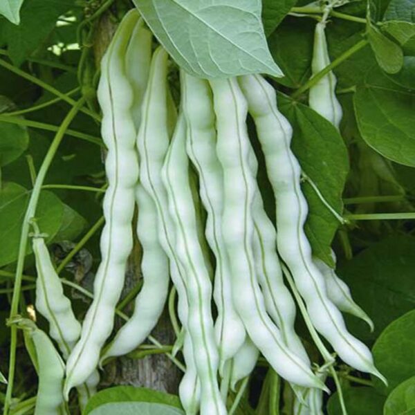 80. Bai Bu Lao Bean  Seedling 白不老豆苗