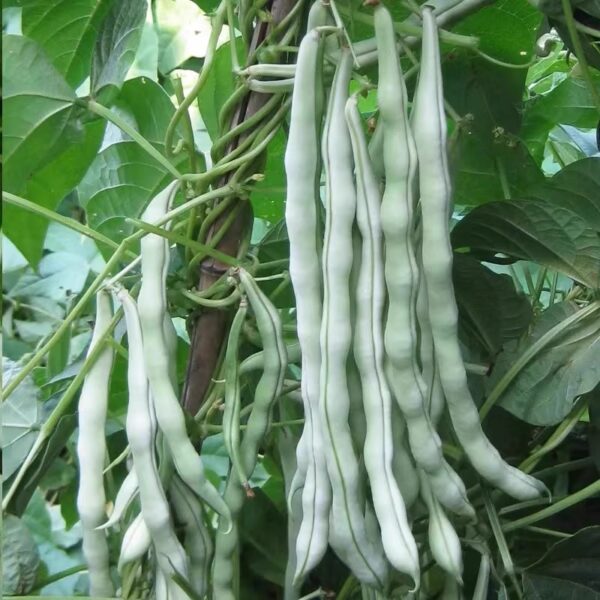 80. Bai Bu Lao Bean  Seedling 白不老豆苗