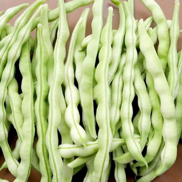 80. Bai Bu Lao Bean  Seedling 白不老豆苗