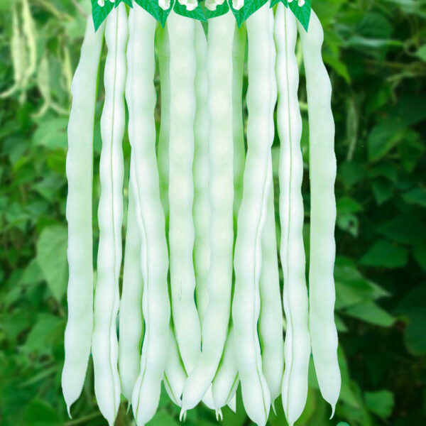 80. Bai Bu Lao Bean  Seedling 白不老豆苗