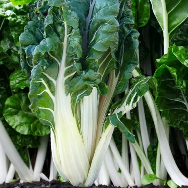29. Large White Swiss Chard Seedling 白莙荙菜苗
