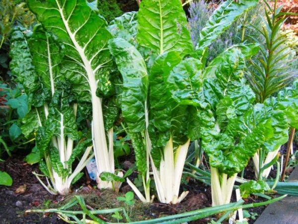 29. Large White Swiss Chard Seedling 白莙荙菜苗