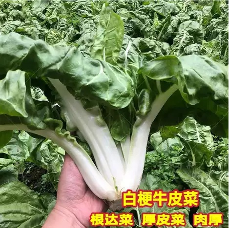 29. Large White Swiss Chard Seedling 白莙荙菜苗