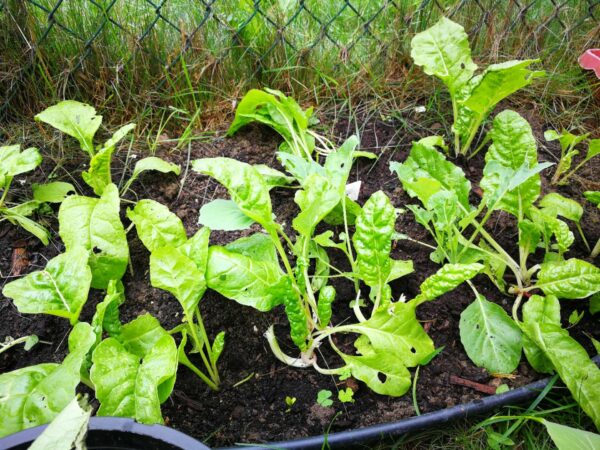 29. Large White Swiss Chard Seedling 白莙荙菜苗