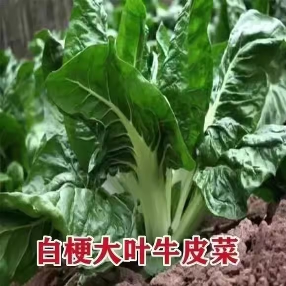 29. Large White Swiss Chard Seedling 白莙荙菜苗