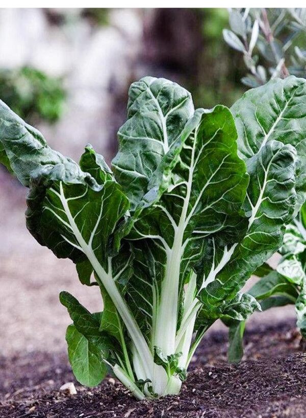 29. Large White Swiss Chard Seedling 白莙荙菜苗