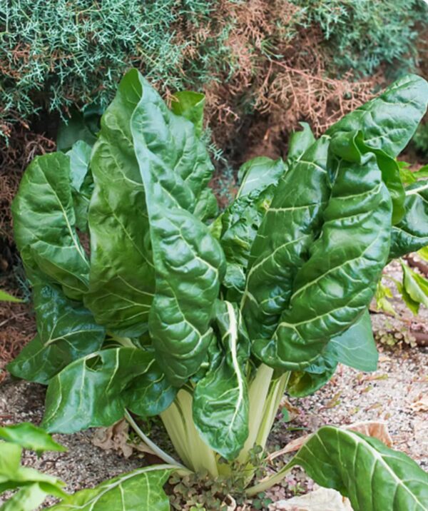 29. Large White Swiss Chard Seedling 白莙荙菜苗