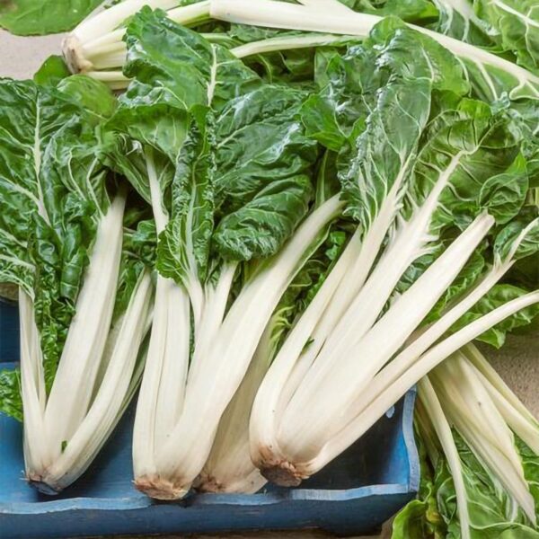 29. Large White Swiss Chard Seedling 白莙荙菜苗