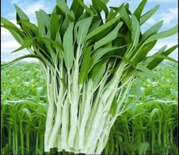 30. Hong Kong Water Spinach White Seedling 白骨通菜苗