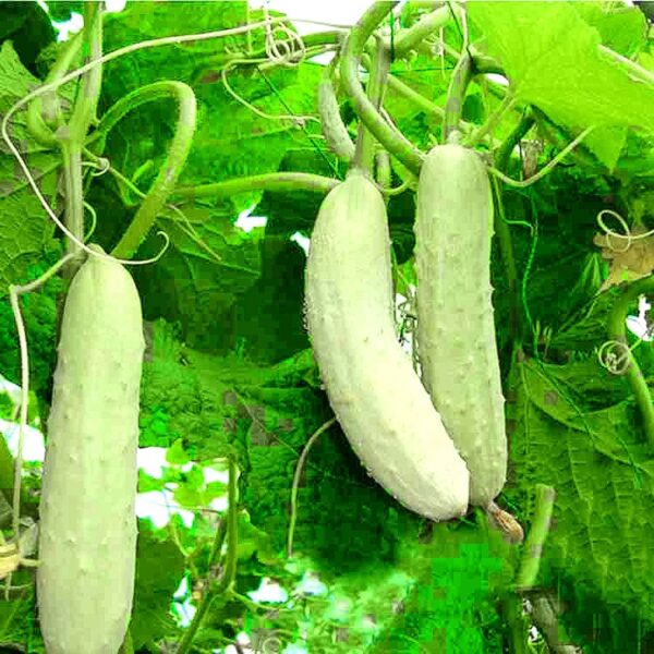 67. White Cucumber Seedling 白黄瓜苗