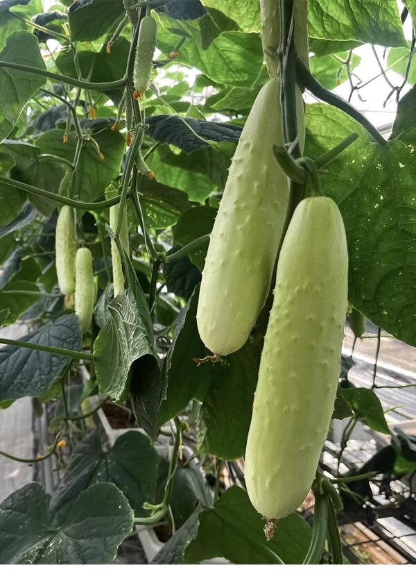 67. White Cucumber Seedling 白黄瓜苗