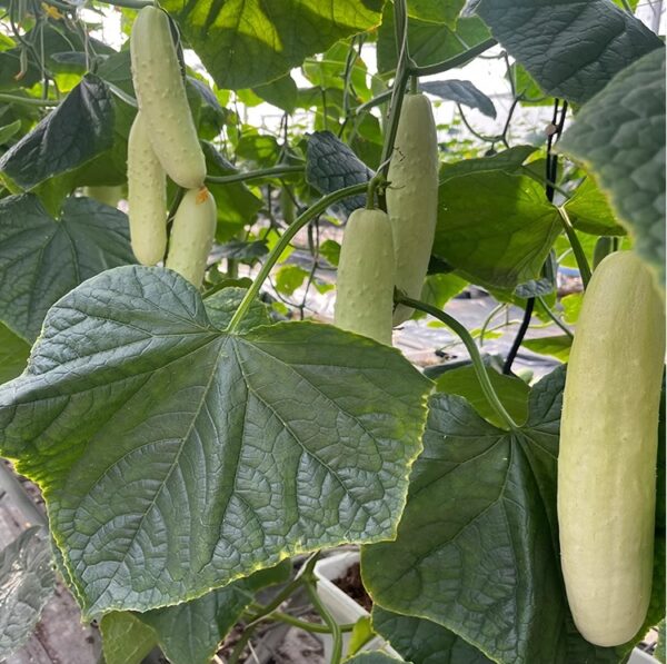 67. White Cucumber Seedling 白黄瓜苗