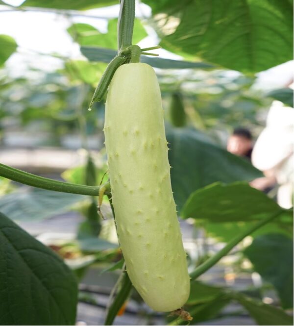 67. White Cucumber Seedling 白黄瓜苗