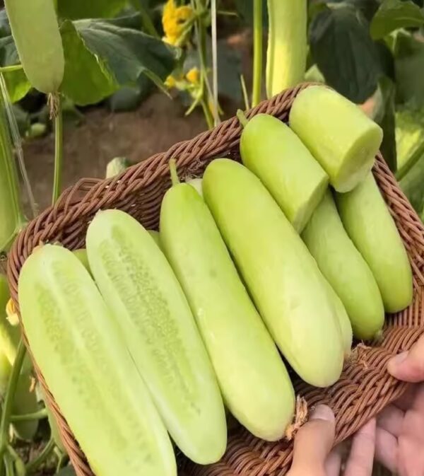 67. White Cucumber Seedling 白黄瓜苗