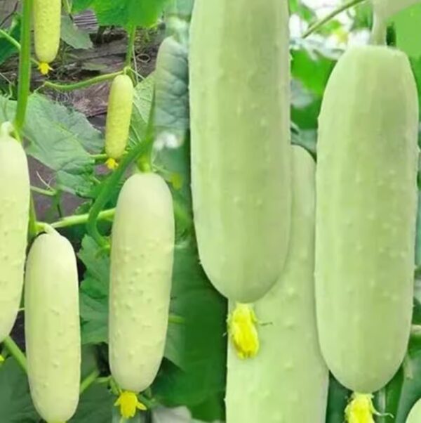 67. White Cucumber Seedling 白黄瓜苗