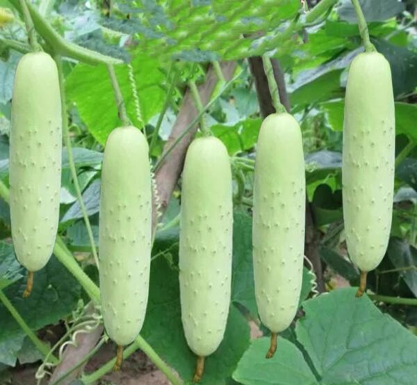 67. White Cucumber Seedling 白黄瓜苗