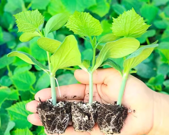 67. White Cucumber Seedling 白黄瓜苗