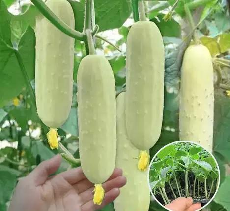 67. White Cucumber Seedling 白黄瓜苗