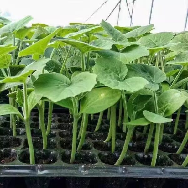 74. Oppo Seedling 短蒲瓜苗