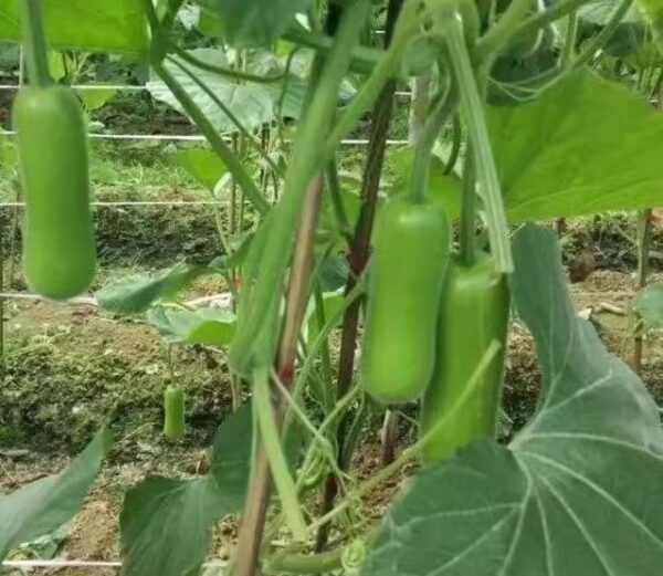 74. Oppo Seedling 短蒲瓜苗