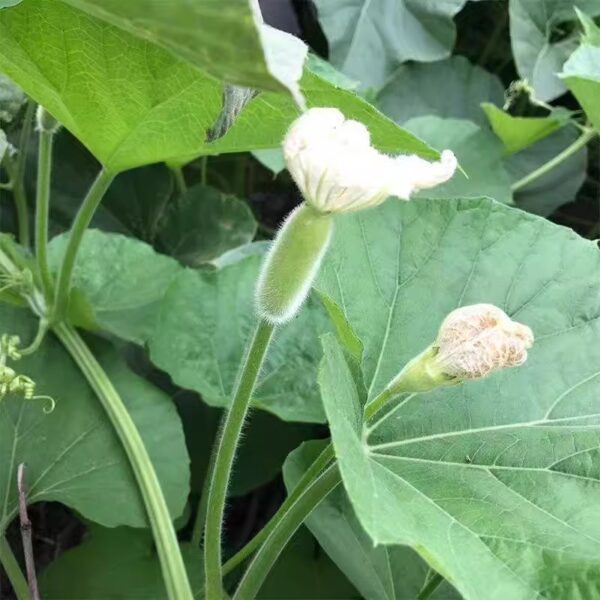 74. Oppo Seedling 短蒲瓜苗